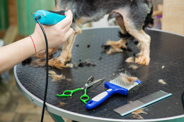 Bath + Blow-Dry